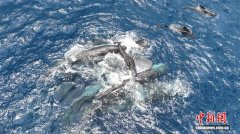 国际最新研究完成迄今所知对野生