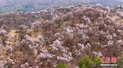黄土高原桃花盛放 美不胜收